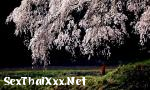 คลิปโป๊ Japanese Spring - SexThaiXxx.Net