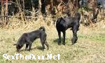 ดาวน์โหลด คลิปโป๊ Cambodian Shepherd Vs Carolina Dog In Khnar Char V ล่าสุด