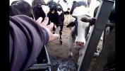 หนังav COWS in field and on bridge SEE DETAILS on Jun 2021 short version 2022 ร้อน