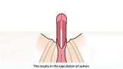 หนังเอ็ก The male orgasm explained ล่าสุด