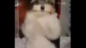 คลิปโป๊ Perro bailando ajajjajajaaaj 2024 ล่าสุด