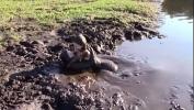 ดูหนังav Mud Lovers Leila Hazlett Trailer Mp4