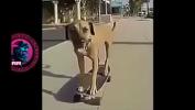 หนังโป๊ใหม่  Cachorrao botando pra fuder no skate ao som bugado de Charlie Brown Jr Mp4 ฟรี