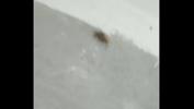 หนังav Sexo de Anal mosquitos ao som de Lil raffa period ล่าสุด