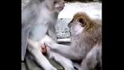 หนัง18 Monkey funny Mp4 ฟรี