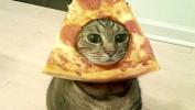 หนังโป๊ Gato pizza te penetra 3gp