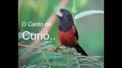 หนัง18 Canto lirico com o cu ร้อน 2024