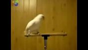 หนังxxx Bird loves Egyptian music 0001 Mp4 ฟรี