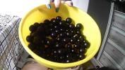 คลิปxxx eating more than 50 jabuticabas lpar jaboticaba cherry rpar comma come count with me excl ล่าสุด