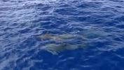 หนังโป๊ Out on the Boat the Couple Watch Some Sea Life Then Have Good Sex Mp4 ฟรี